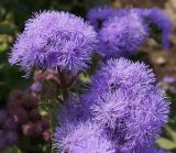 Ageratum houstonianum