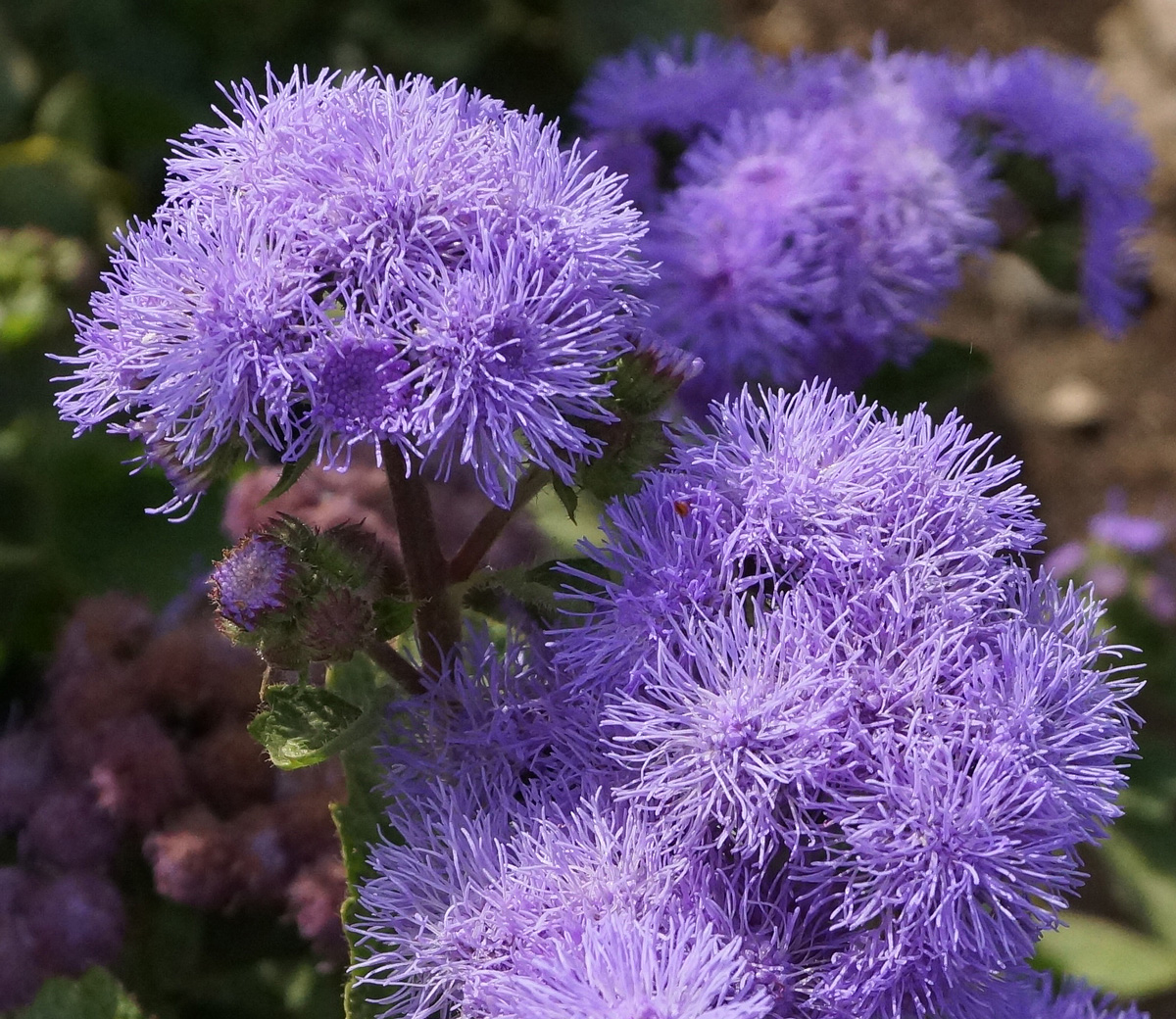 Изображение особи Ageratum houstonianum.