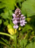 Dactylorhiza fuchsii
