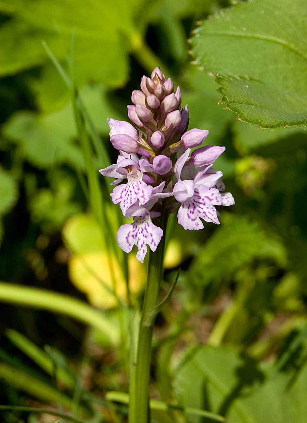 Изображение особи Dactylorhiza fuchsii.