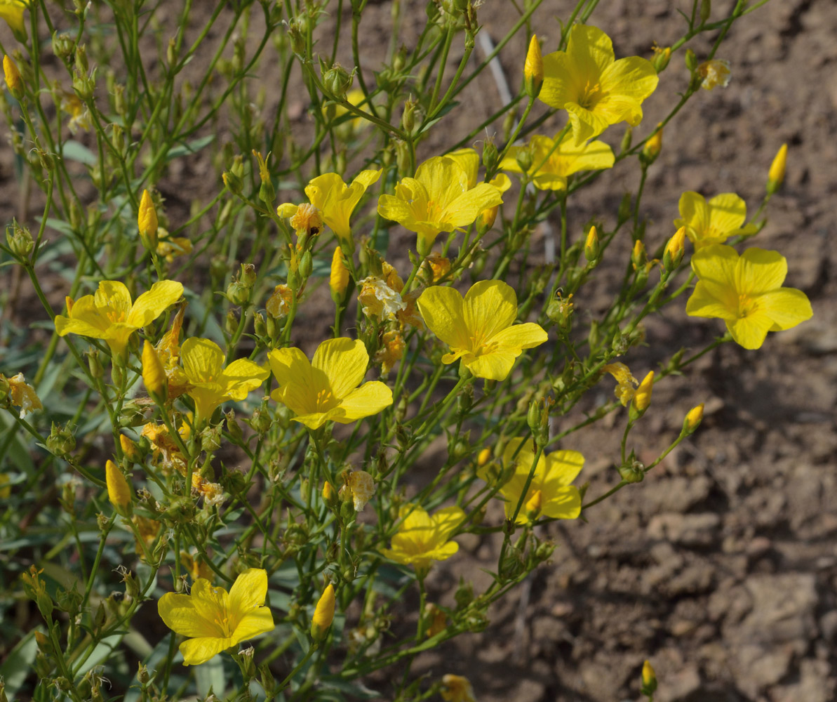 Image of Linum uralense specimen.