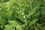 Polygonatum odoratum