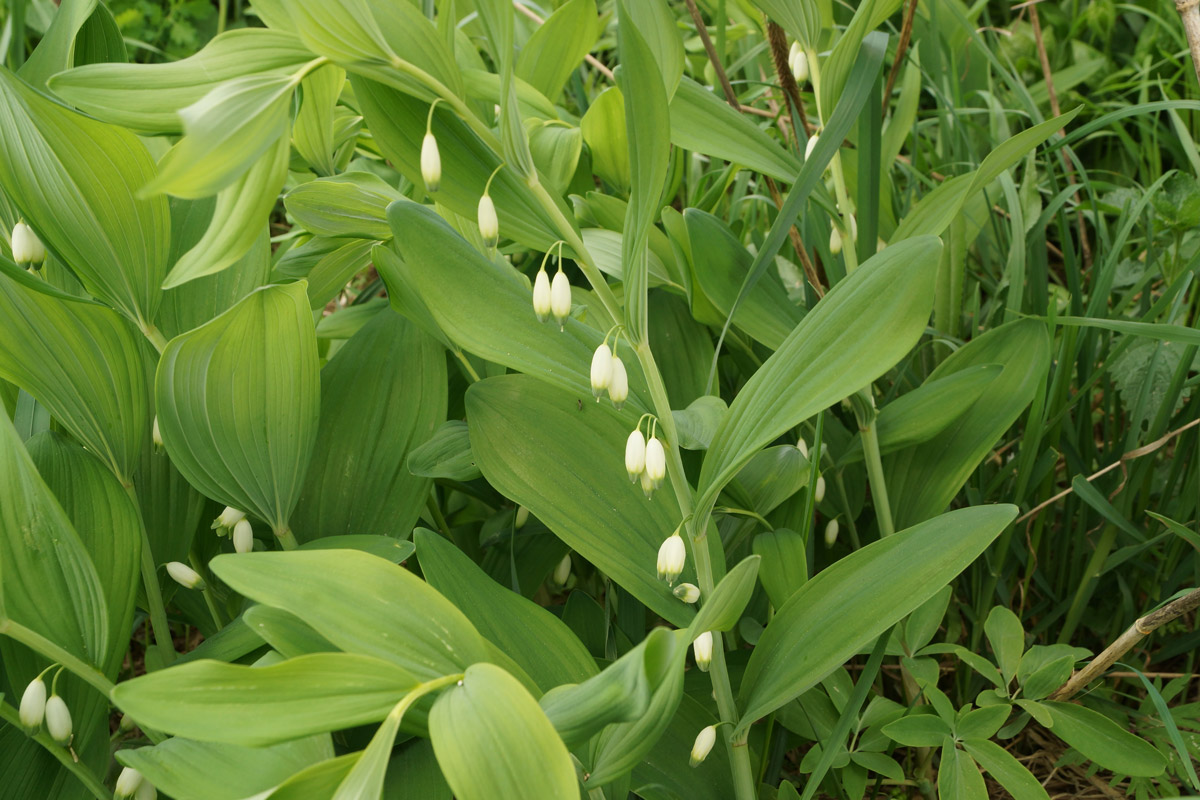 Image of Polygonatum odoratum specimen.