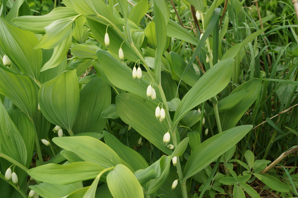 Image of Polygonatum odoratum specimen.