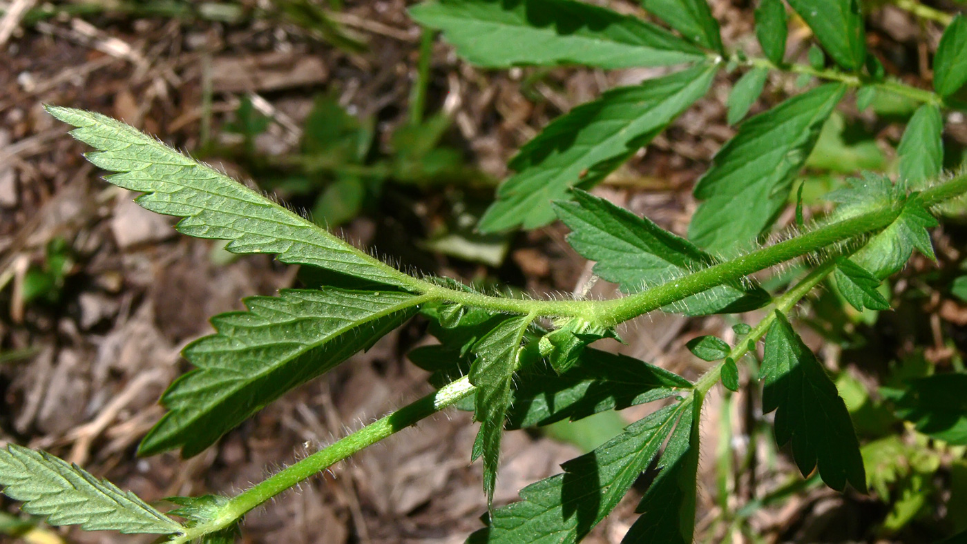 Image of Agrimonia pilosa specimen.