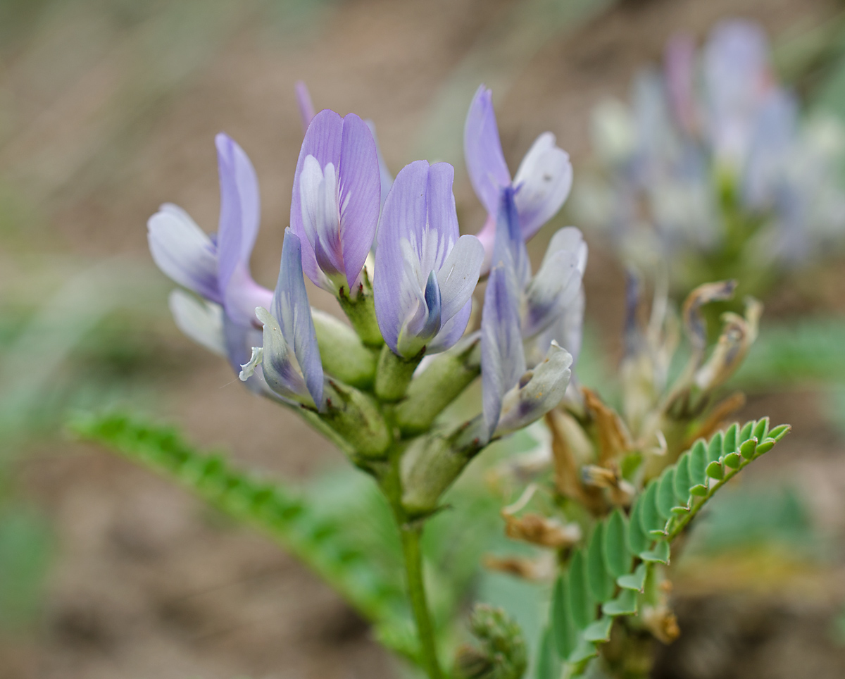 Изображение особи Astragalus tibetanus.