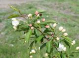 Malus domestica подвид cerasifera. Верхушка расцветающей ветви. Восточный Казахстан, г. Усть-Каменогорск, правый берег р. Иртыш, одичало. 06.05.2013.