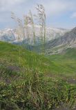 Bromopsis variegata. Цветущее растение. Адыгея, Кавказский биосферный заповедник, гора Гузерипль, осыпной склон, сложенный ожелезнённым слабокарбонатным песчаником, ближе к вершине горы в зоне альпийской растительности, выс ≈ 2150 м н.у.м. 26.07.2015.