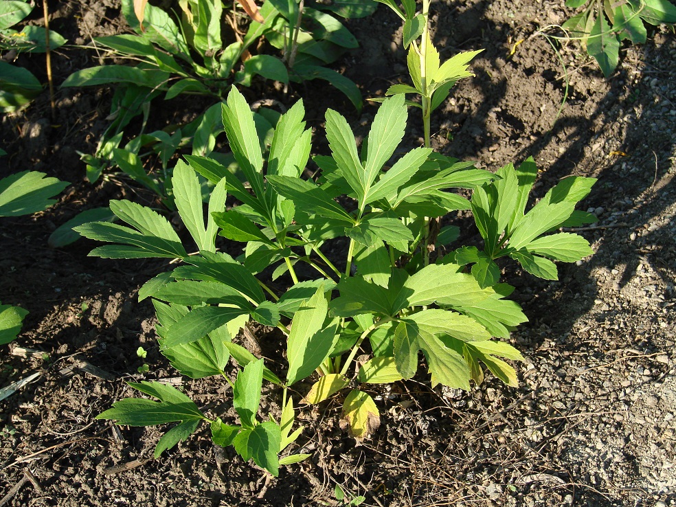 Изображение особи Rudbeckia laciniata var. hortensia.