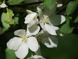 Malus mandshurica. Цветки. Санкт-Петербург. 29.05.2009.