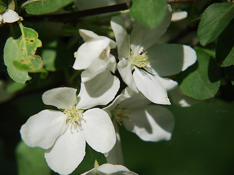 Изображение особи Malus mandshurica.