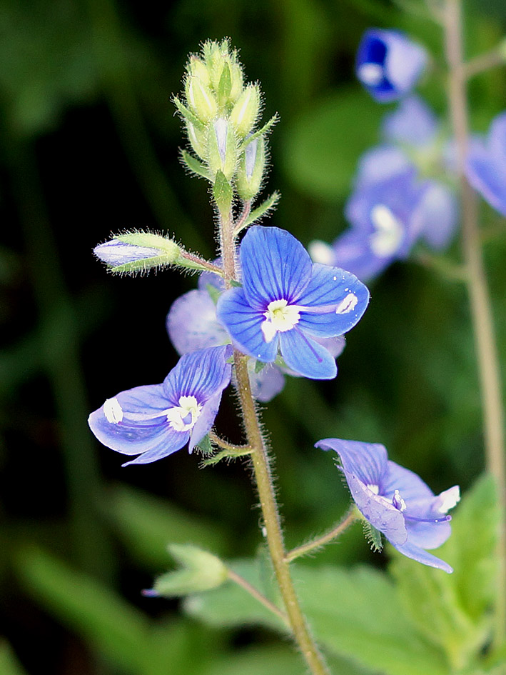 Image of Veronica chamaedrys specimen.