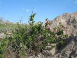 Cerasus tianshanica. Цветущее растение. Южный Казахстан, Сырдарьинский Каратау, горы Улькунбурултау. 21 марта 2016 г.