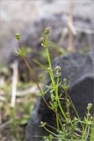 Galium uliginosum
