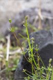 Galium uliginosum. Побеги с нераспустившимися соцветиями. Карелия, Заонежье, каменистая коса. 14.06.2015.