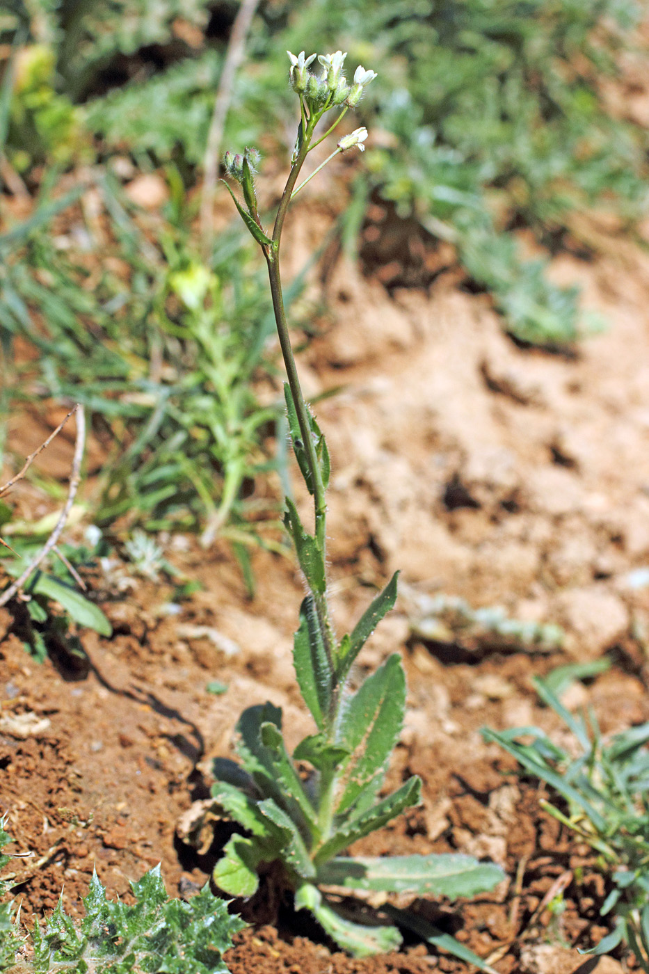 Изображение особи Camelina rumelica.