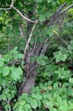 Cerasus sachalinensis. Часть ствола и ветви вегетирующего дерева. Приморье, Хасанский р-н, о-в Фуругельма, широколиственный лес. 16.08.2015.