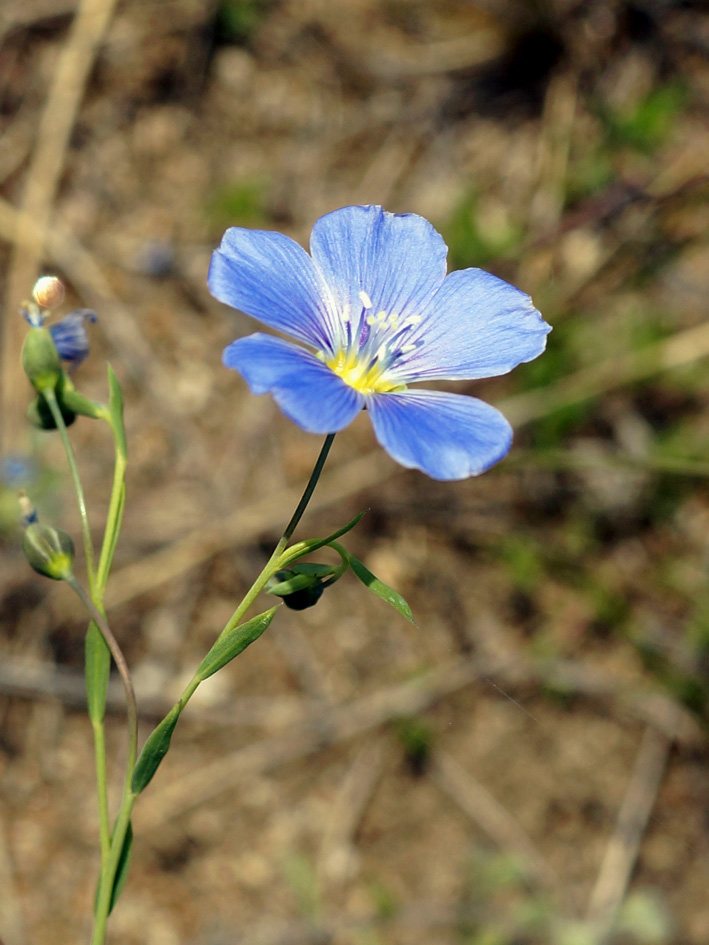 Image of Linum altaicum specimen.