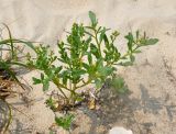Cakile edentula. Плодоносящее растение. Приморье, Хасанский р-н, о-в Фуругельма, песчаный пляж. 16.08.2015.