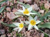 Tulipa bifloriformis. Цветущее растение на каменистом склоне. Узбекистан, Ташкентская обл., западные отроги Чаткальского хребта, гора Большой Чимган, урочище Аксай. 19.04.2016.