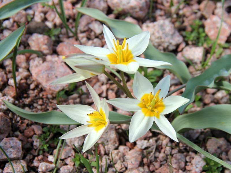 Изображение особи Tulipa bifloriformis.