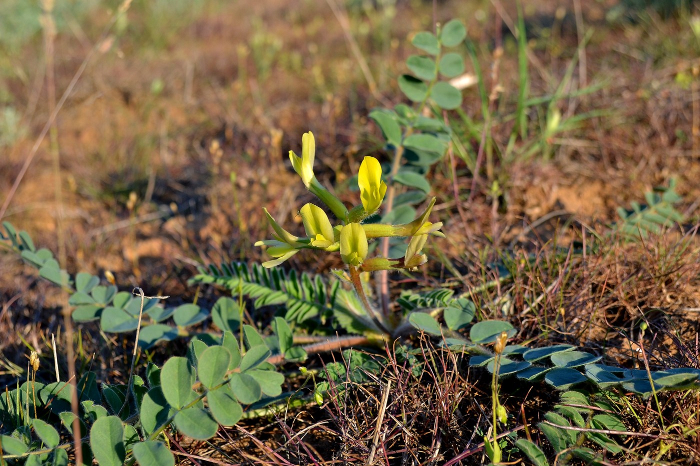 Изображение особи Astragalus longipetalus.