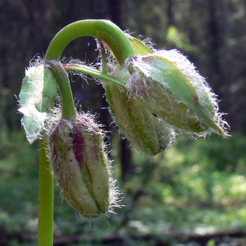 Изображение особи Lilium pilosiusculum.