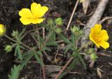 Potentilla patula