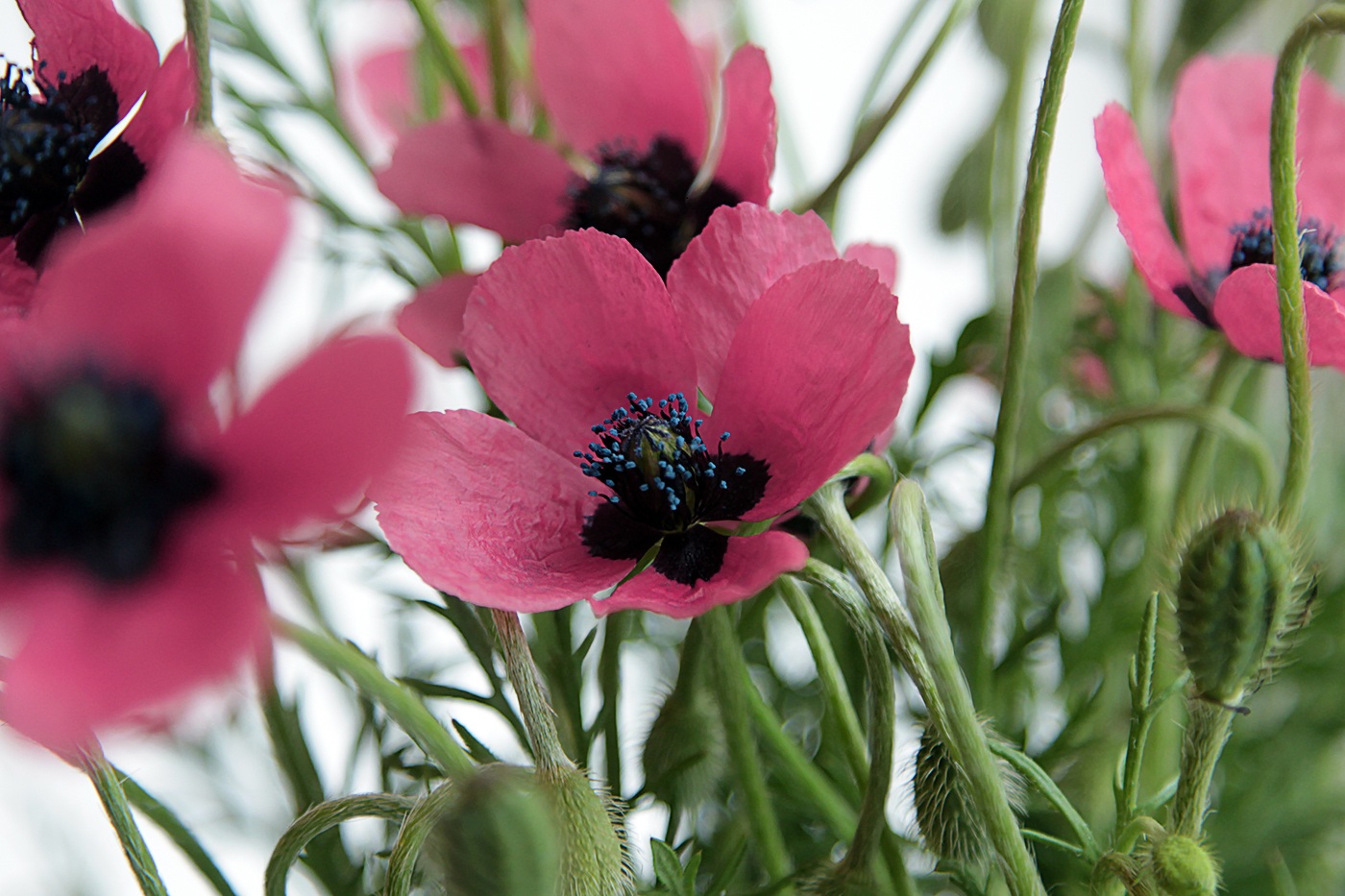 Image of Papaver hybridum specimen.