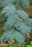 Acacia dealbata