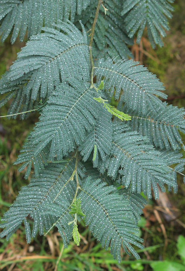 Изображение особи Acacia dealbata.