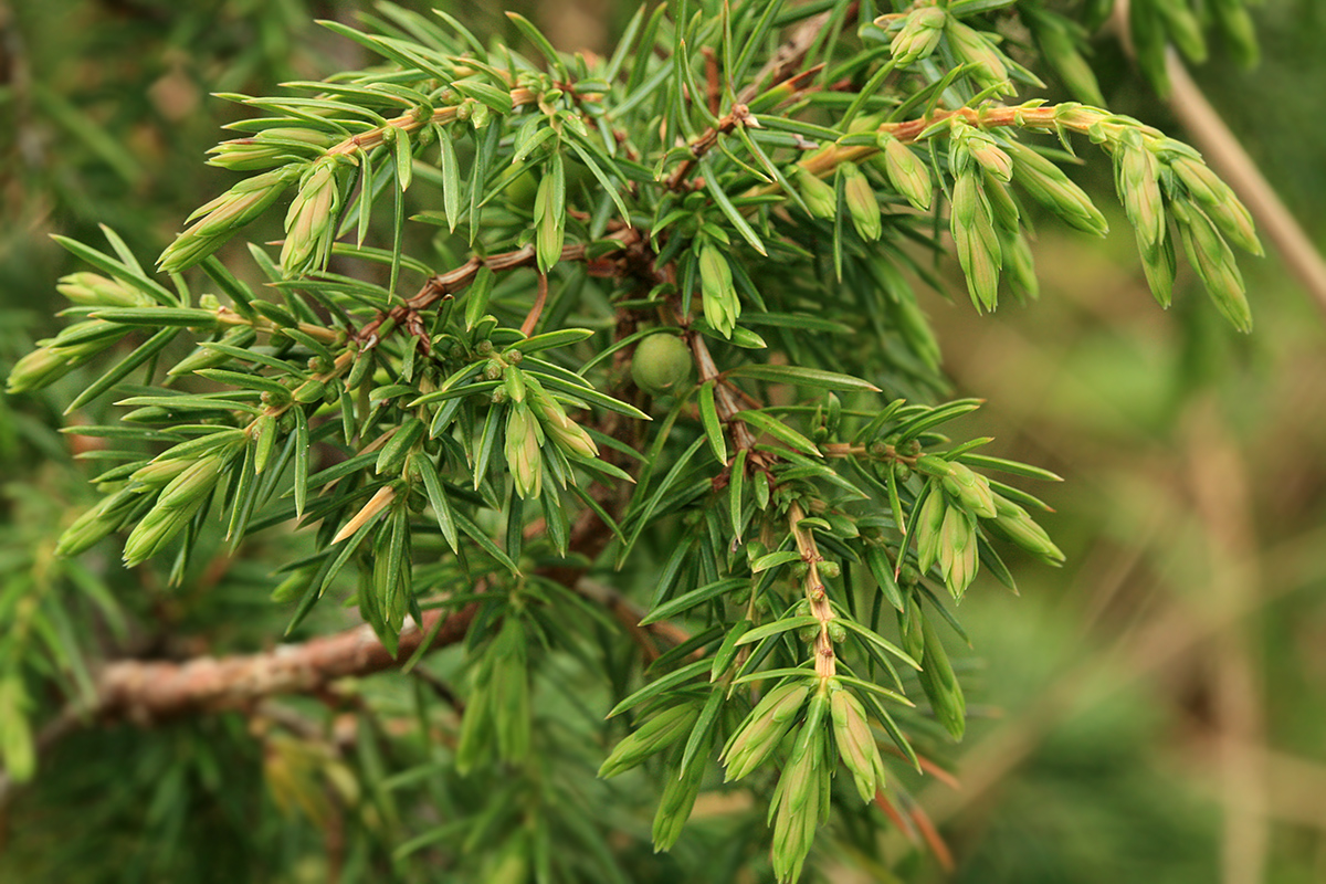 Изображение особи Juniperus communis.