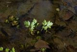 Ranunculus repens. Прикорневые листья. Санкт-Петербург, Пушкинский р-н, Павловский парк, канава. 24.04.2016.