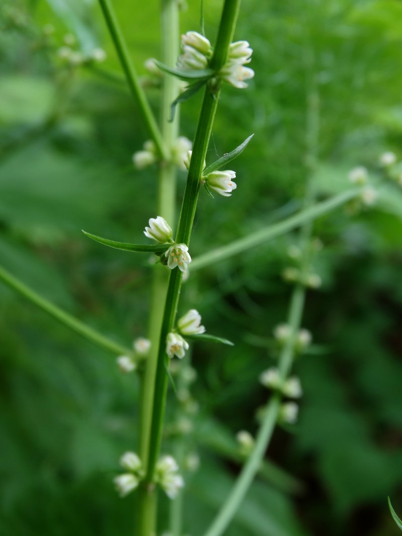 Изображение особи Asparagus schoberioides.