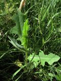 Lactuca serriola. Молодой побег. Белгородская обл., Губкинский р-н, запов. «Белогорье», Ямская степь. 11 июня 2009 г.