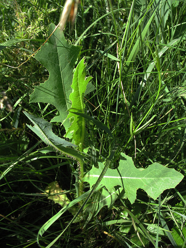 Изображение особи Lactuca serriola.