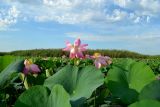 Nelumbo caspica