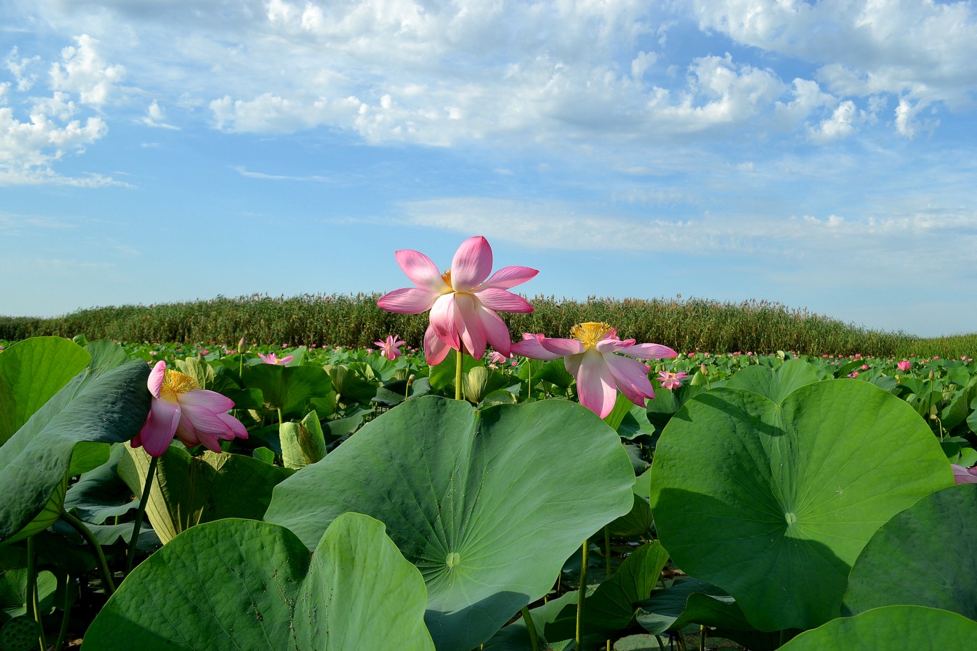 Изображение особи Nelumbo caspica.