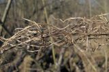 Equisetum arvense