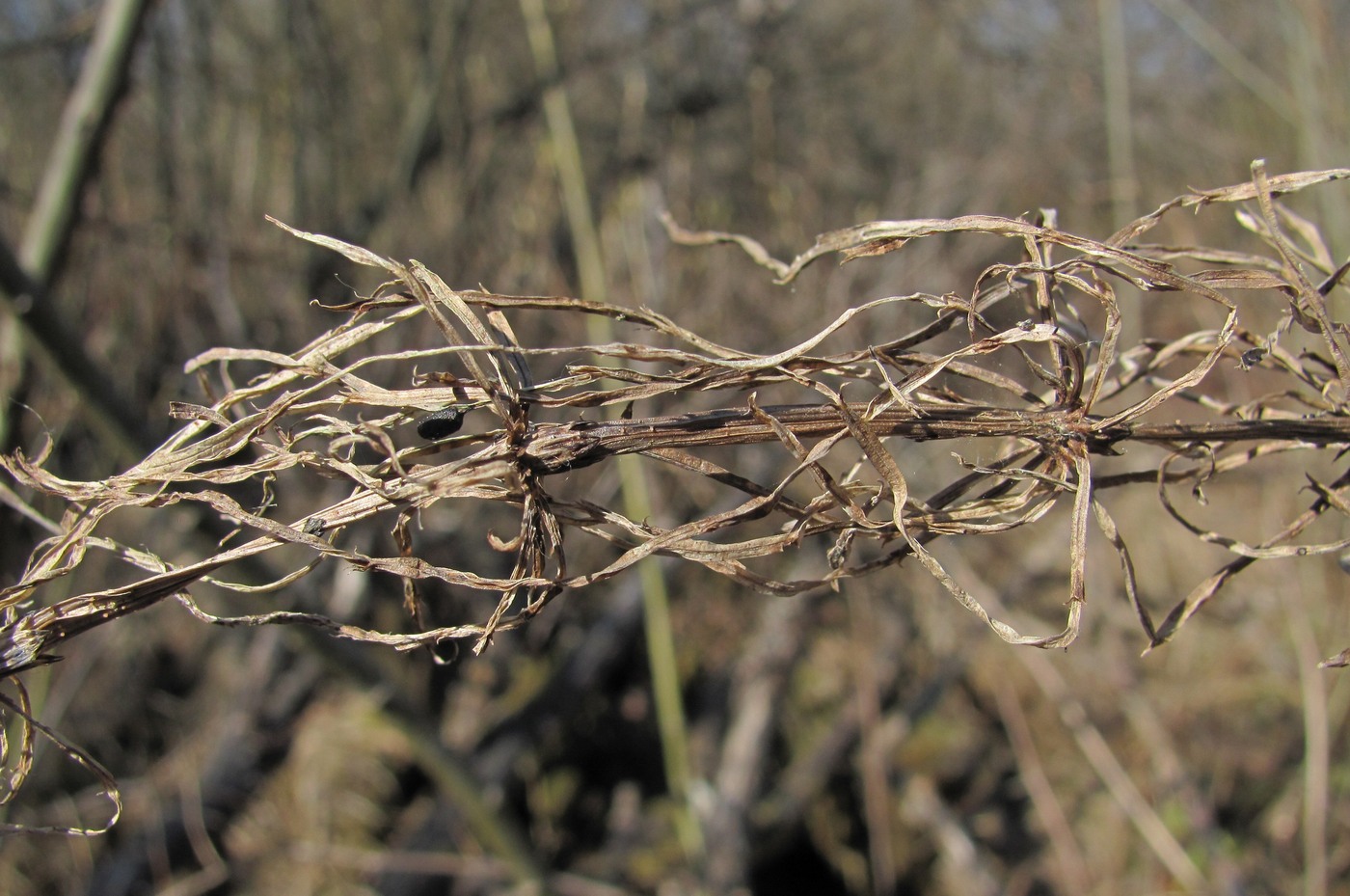 Image of Equisetum arvense specimen.