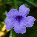 Ruellia simplex