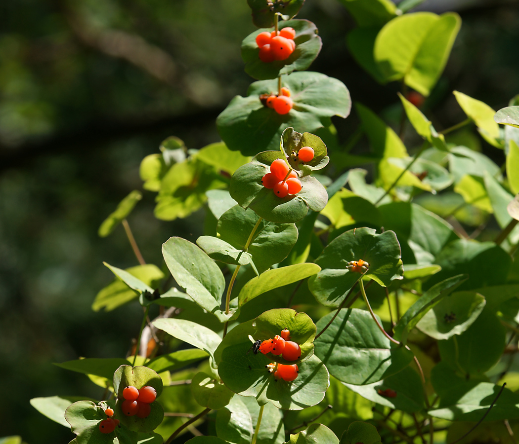 Изображение особи Lonicera caprifolium.