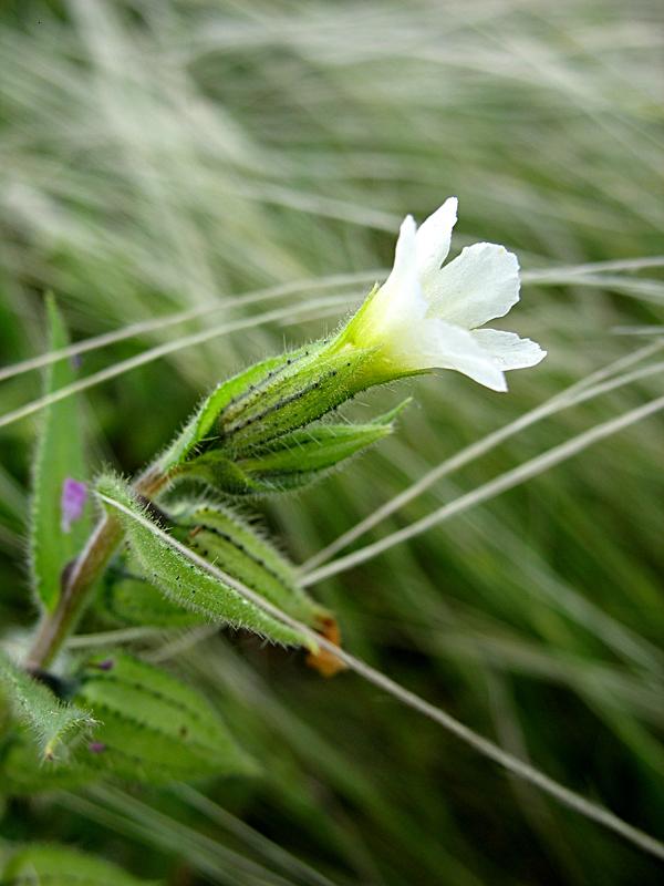 Изображение особи Nonea lutea.