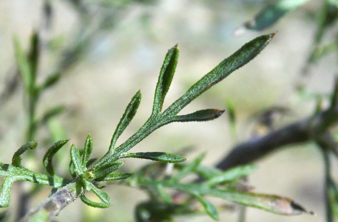 Image of Centaurea diffusa specimen.