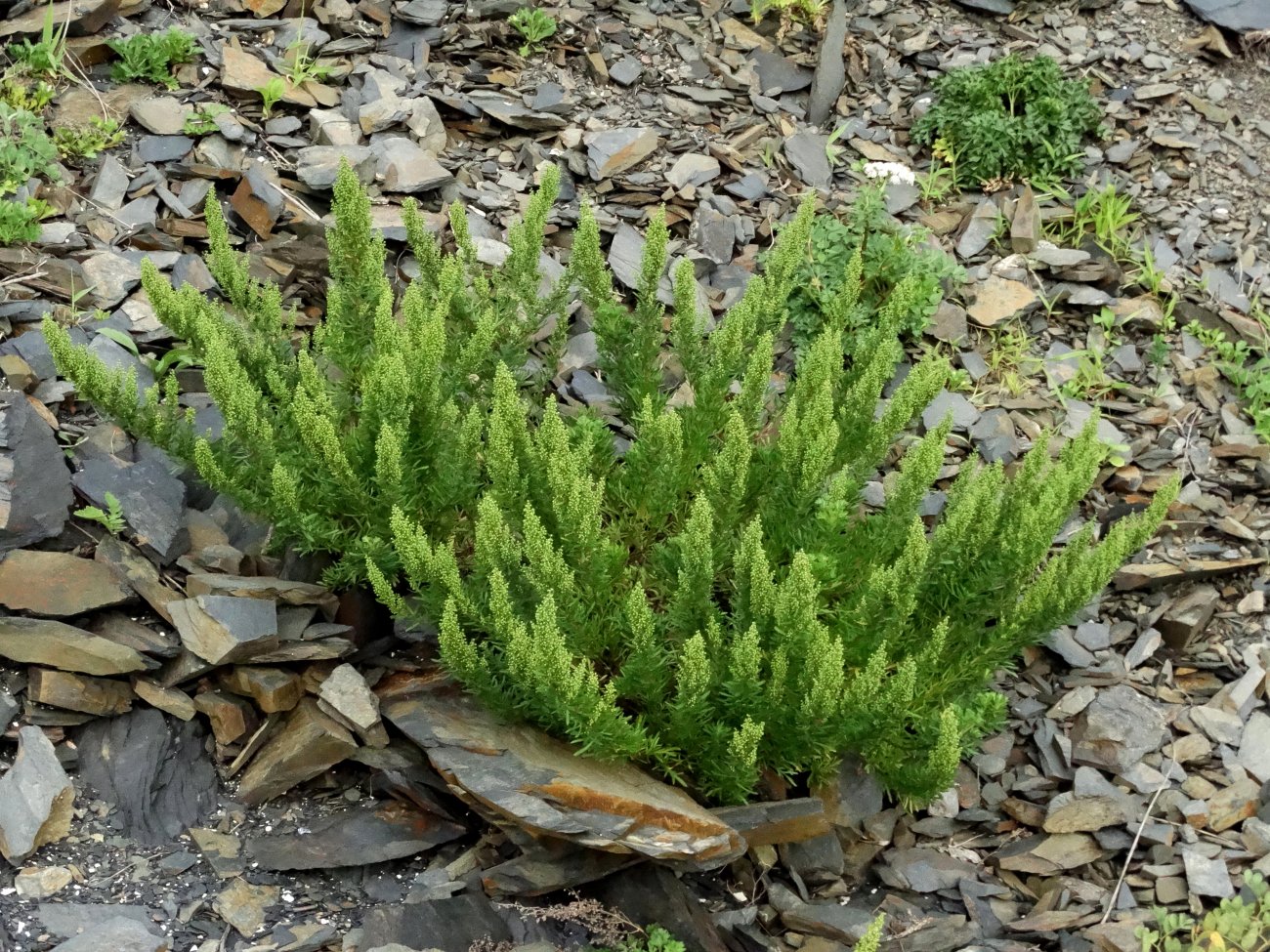 Image of Artemisia littoricola specimen.