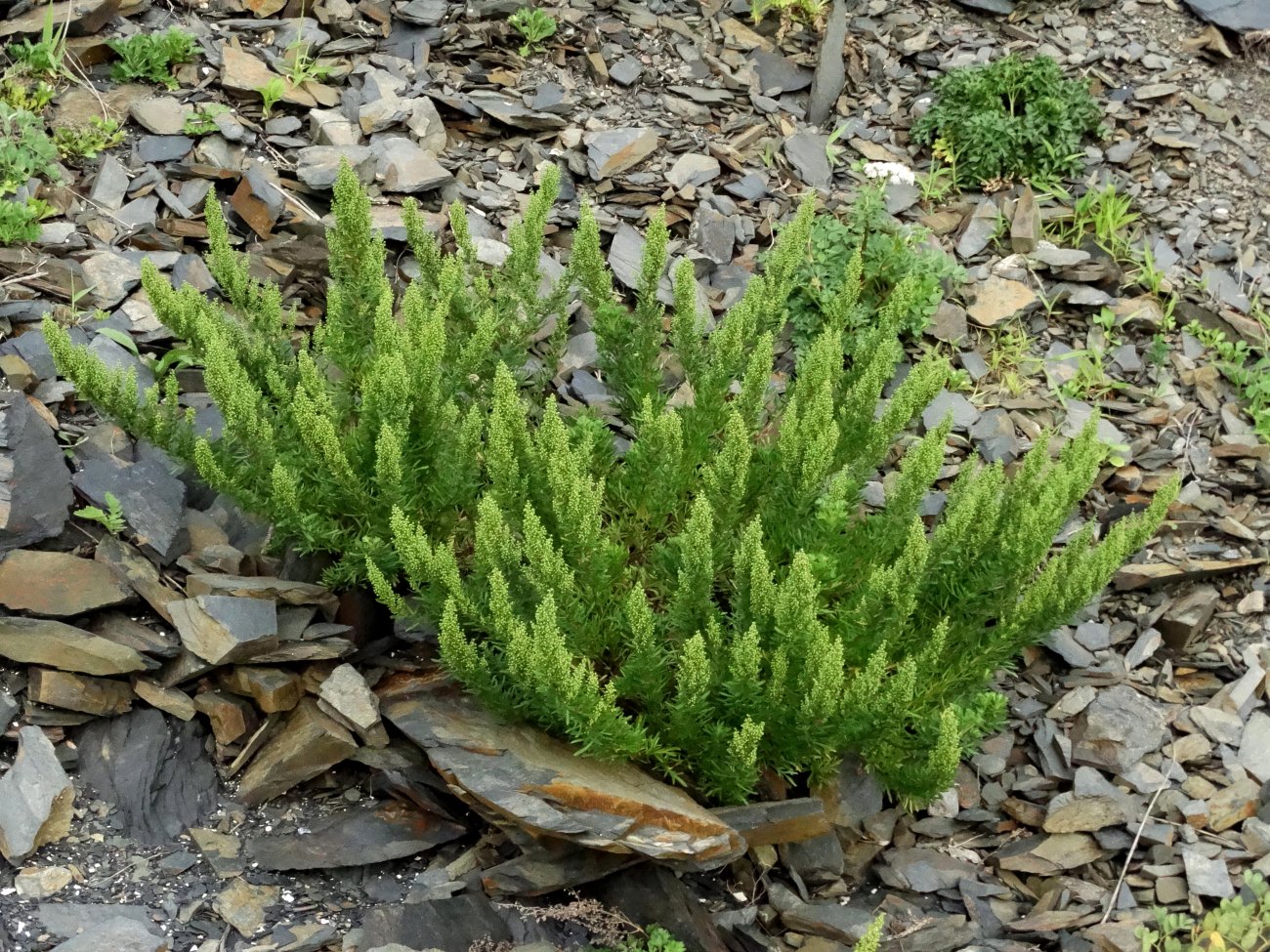 Изображение особи Artemisia littoricola.