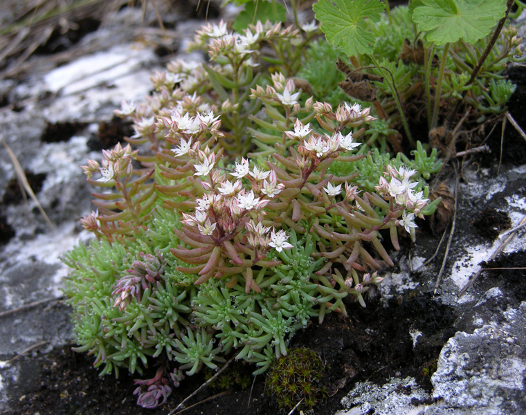 Image of Sedum pallidum specimen.