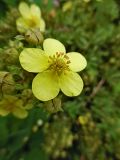 Dasiphora fruticosa. Цветок. Марий Эл, г. Йошкар-Ола, Центральный парк, в культуре. 31.08.2016.