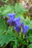 Gentiana triflora