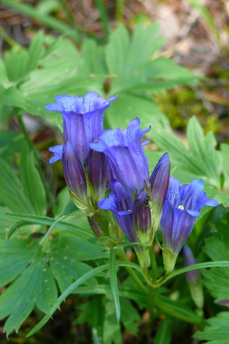 Image of Gentiana triflora specimen.